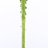Single Cultivar Asanoka Batch 002